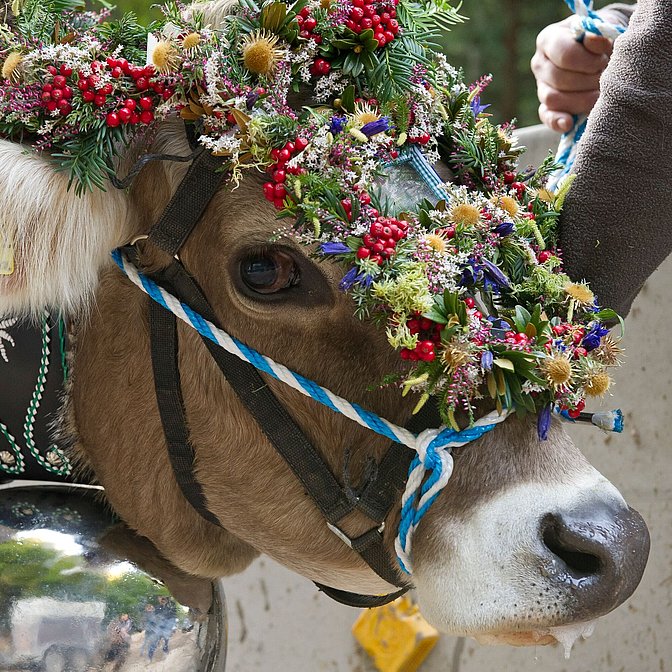 Viehscheid in Obermaiselstein Viehscheid in Obermaiselstein