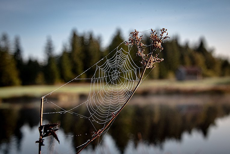 Spinnennetz im Morgentau