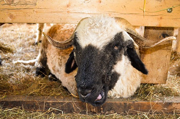 Hase auf dem Bauernhof Krötz im Allgäu