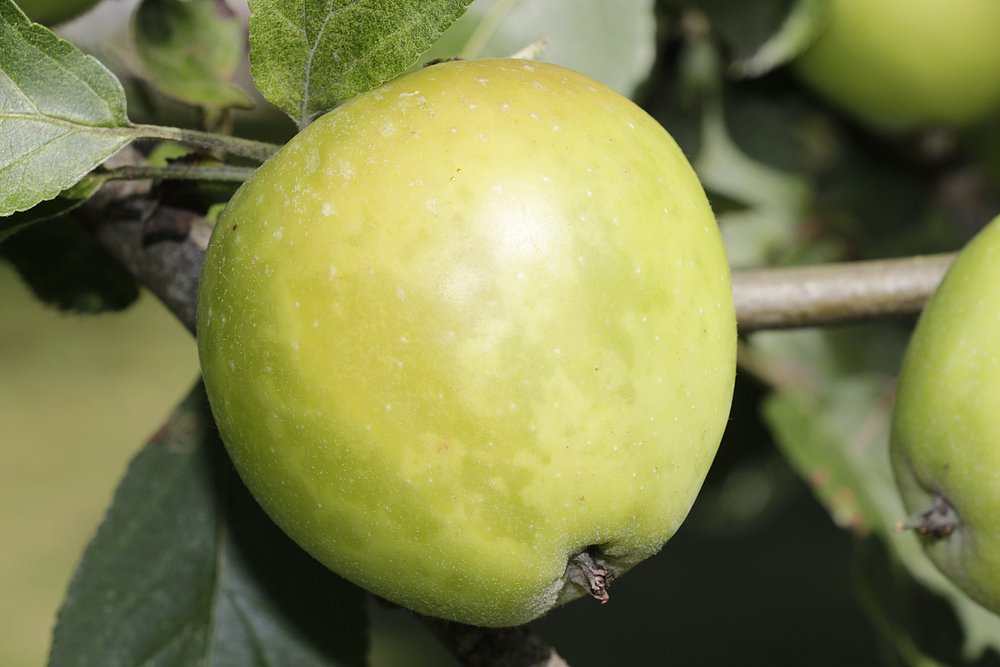 Alte Allgäuer Apfelsorten - Der Pfahlinger