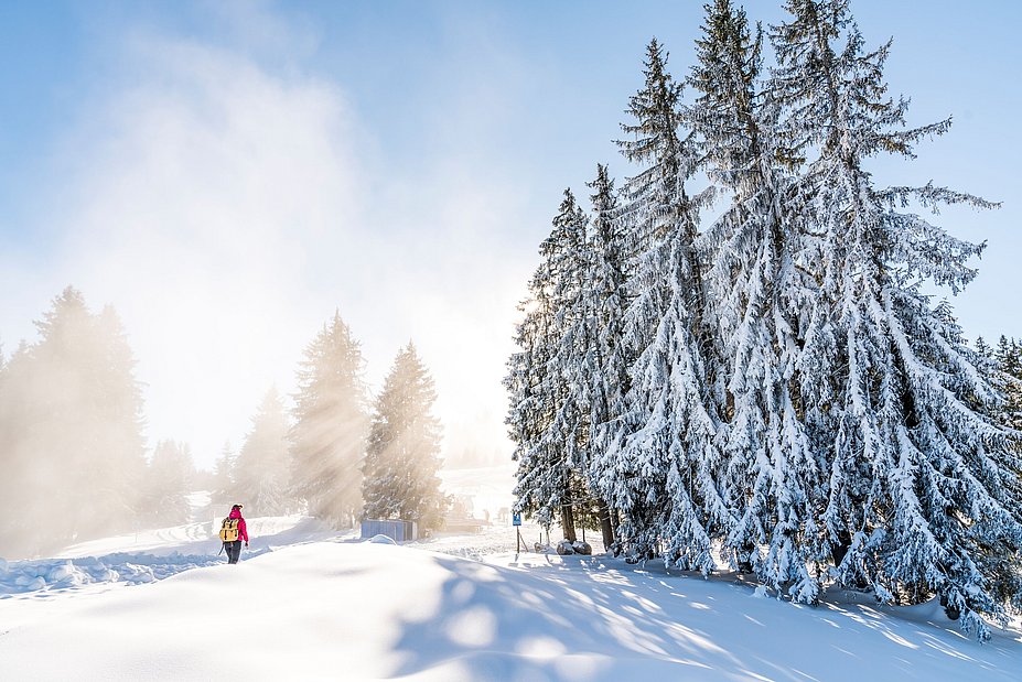 Winterwanderer vor verschneiten Bäumen auf Winterwanderweg am Ofterschwanger Horn, die Sonne scheint