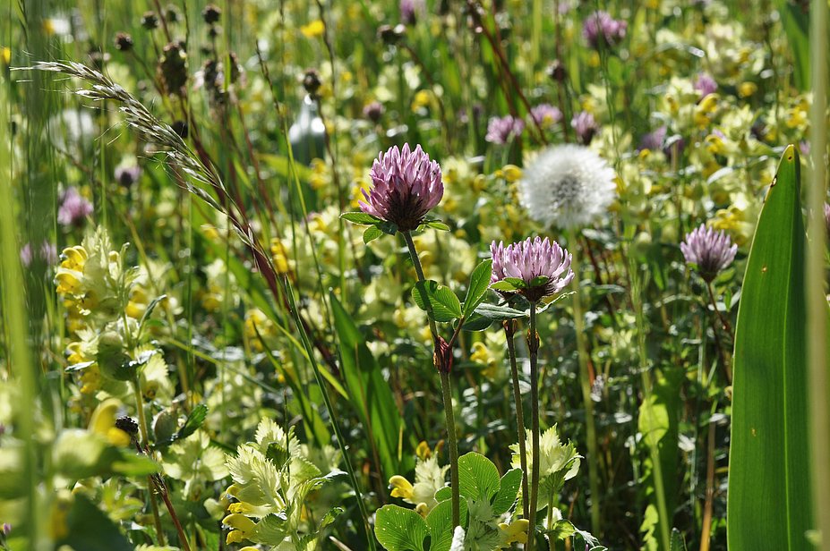 Blumenwiese mit blühendem Klee im Vordergrund