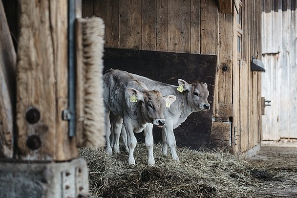 zwei Braunvieh Kälber im Stall