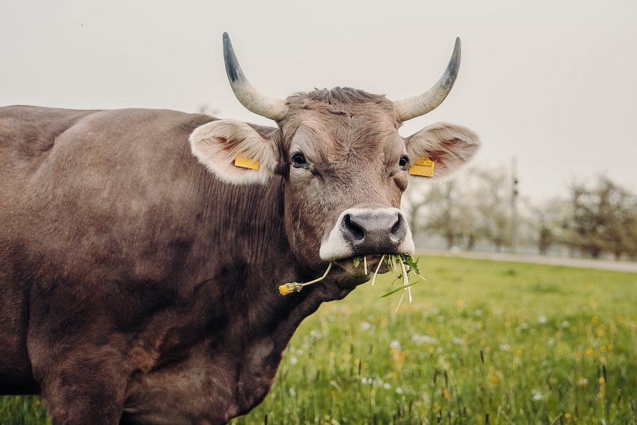 Kuh auf der Weide frisst Gras