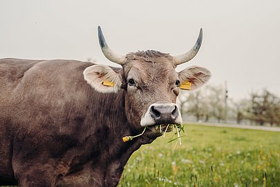 Kuh auf der Weide frisst Gras