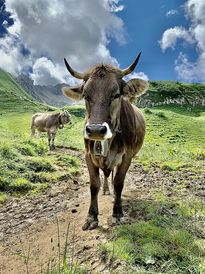 Allgäuer Kuh