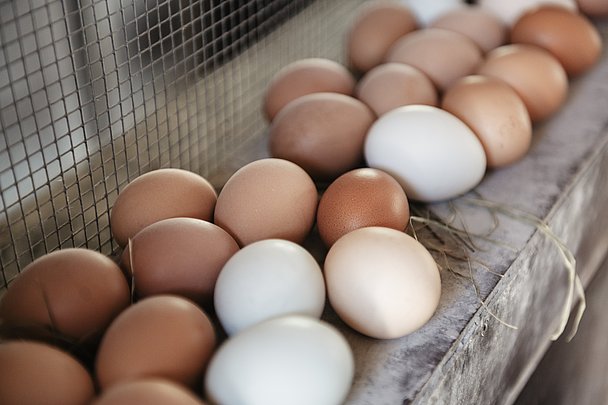 natürliche Vielfalt: verschiedenfarbige Eier 