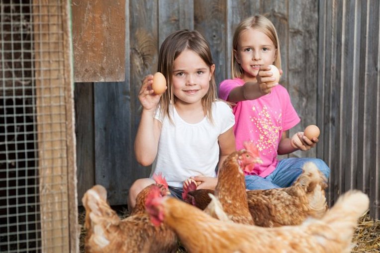 Zwei Mädchen halten Eier in den Händen, vor ihnen Hühner Zwei Mädchen halten Eier in den Händen, vor ihnen Hühner