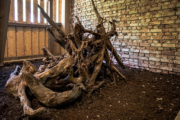 Unterwegs im Wurzacher Ried im Oberschwäbische Torfmuseum