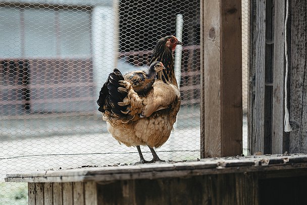 Tierisches Taxi - ein Vorwerkküken auf dem Rücken eines Vorwerkhuhns