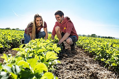 Salat zum selber Ernten im Reisach Früchtegarten