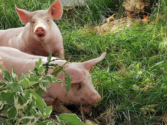 ein Schweineleben