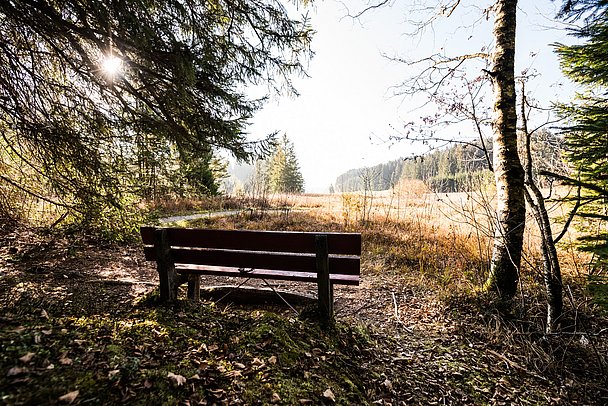 Schattige Bank mit Blick auf eine Lichtung im Tiefenberger Moos