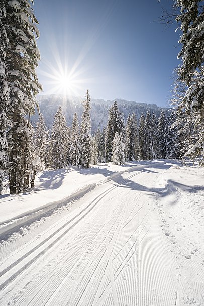 Loipe zwischen Bäumen im Rohrmoostal in der Sonne
