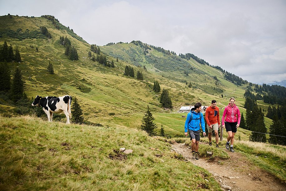 Drei Wanderer auf einer Alpwiese mit Kuh