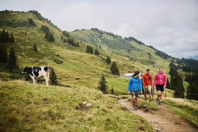 Drei Wanderer auf einer Alpwiese mit Kuh