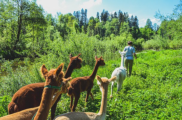 Alapakawanderung im Allgäu