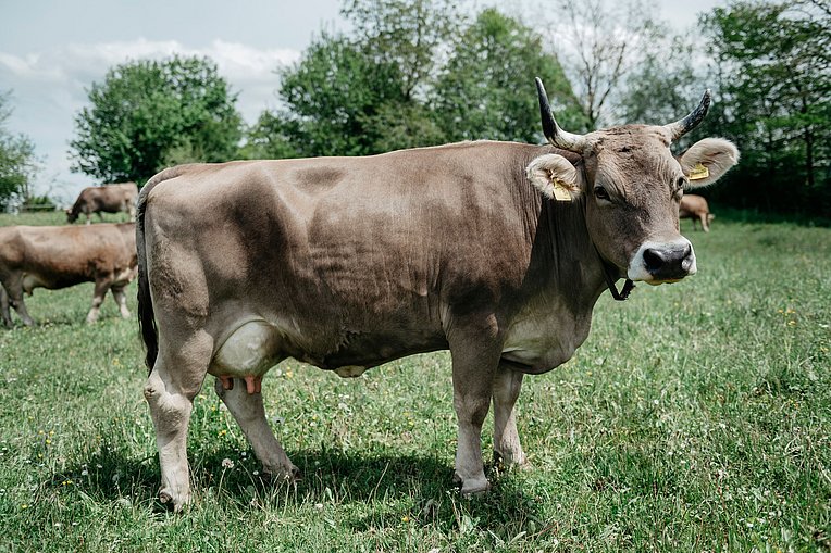 Braunvieh mit Horn in der Seitenansicht