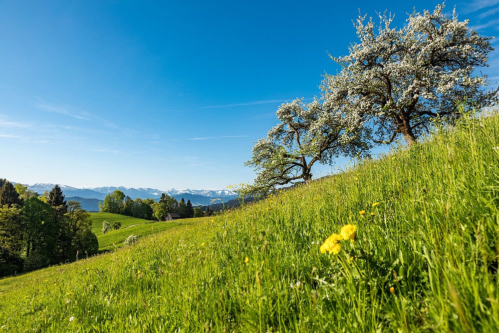 Blühende Obstbäume auf einer Wiese in Scheidegg, im Hintergrund verschneite Berge