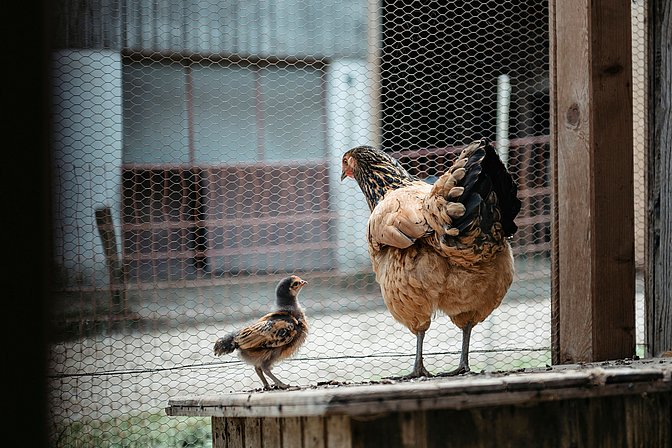 Vorwerk Huhn mit Küken