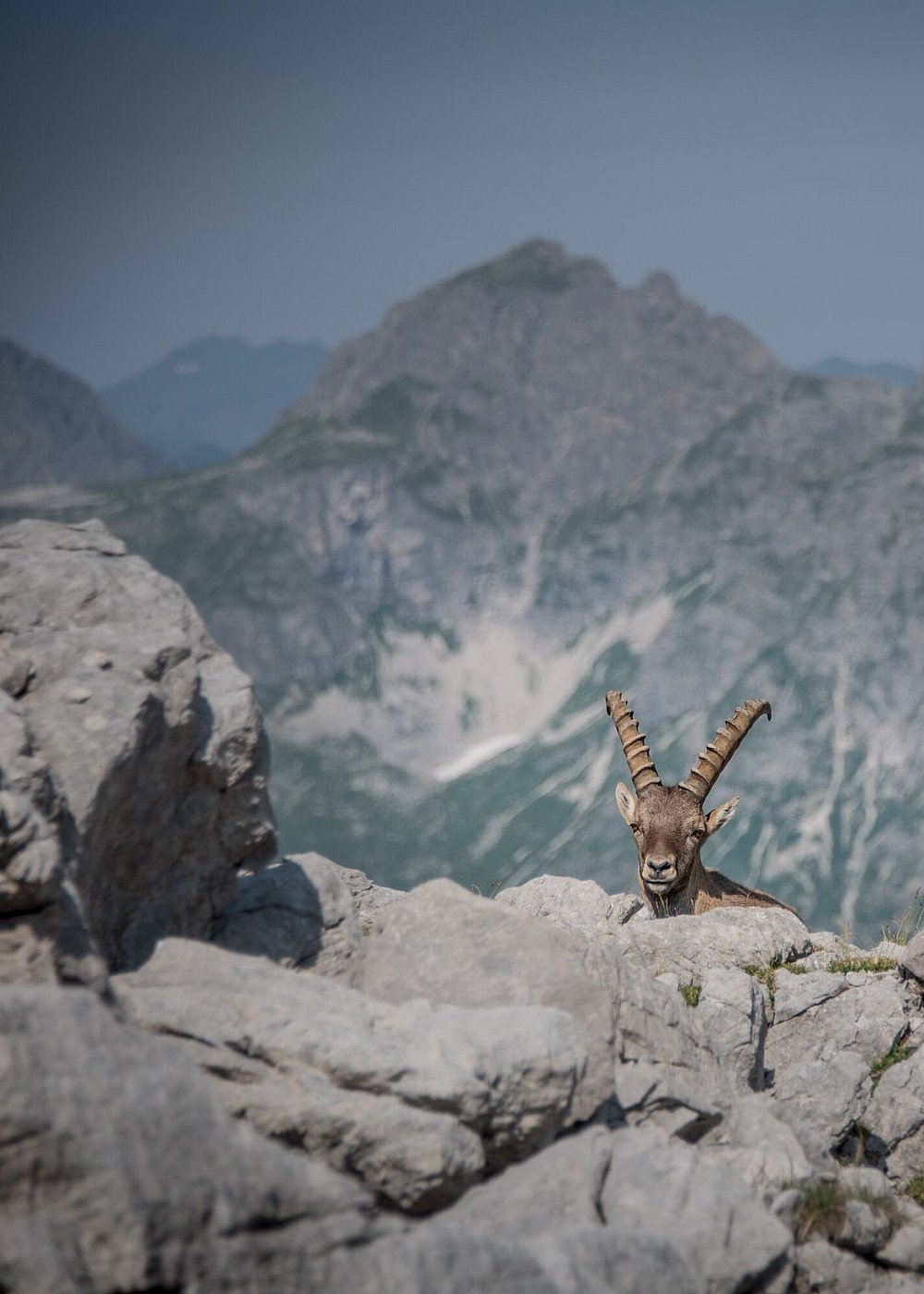 Ein Steinbockt schaut hinter einem Felsen hervor, im Hintergrund die Allgäuer Hochalpen