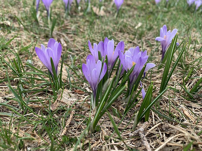 Krokusblüten