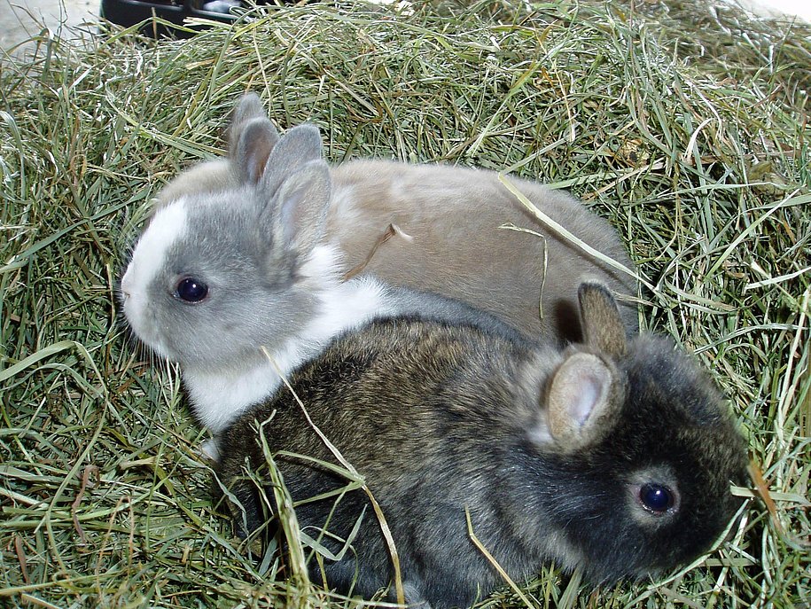 Hasenkinder