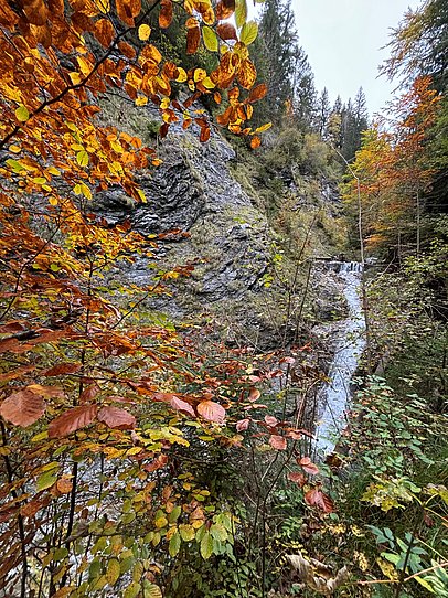 Herbstlich verfärbte Blätter vor einem Wasserfall und einer Felswand