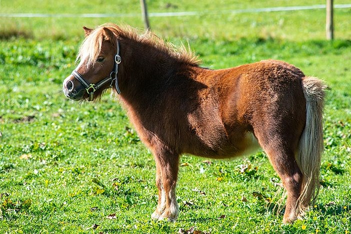 Unser Pony