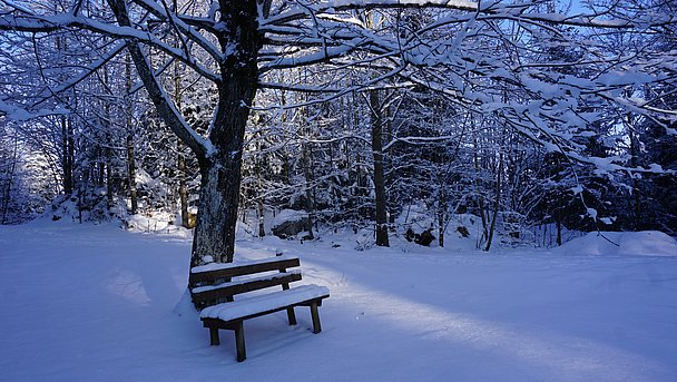 Verschneite Bank in verschneitem Wald