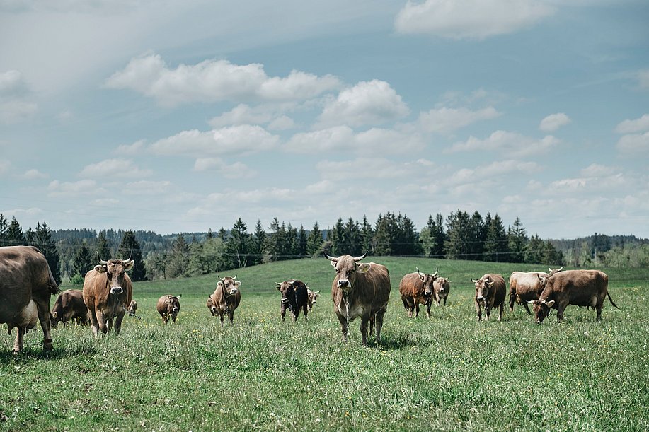 Braunvieh auf der Weide