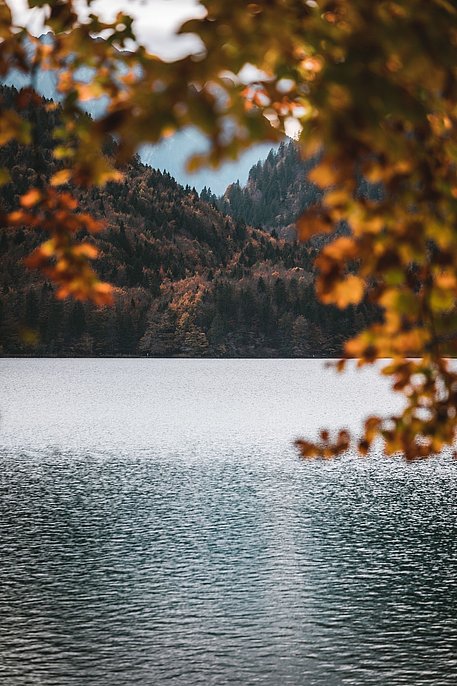 Alpsee mit herbstlich gefärbten Bäumen Alpsee mit herbstlich gefärbten Bäumen