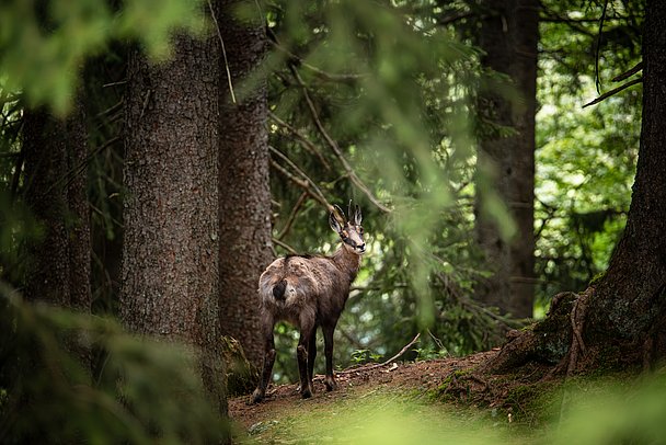 Gämse im Wald