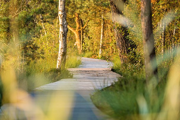 Gewundener Bohlenweg im Wurzacher Ried
