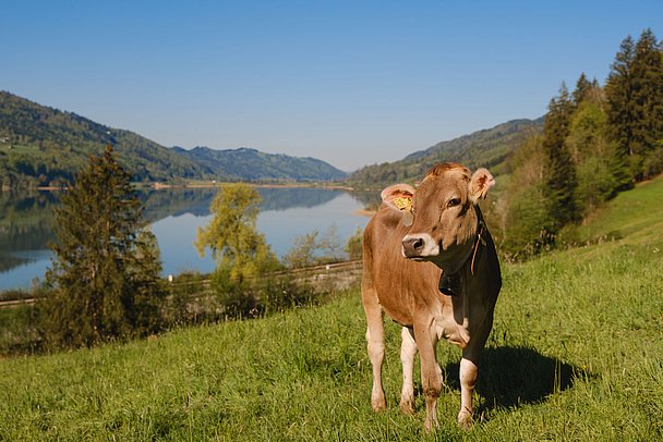 Kuh steht auf der Wiese, im Hintergrund der Alpsee