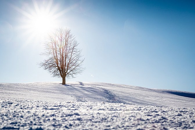 Ein Baum auf der verschneiten Wiese in der Sonne