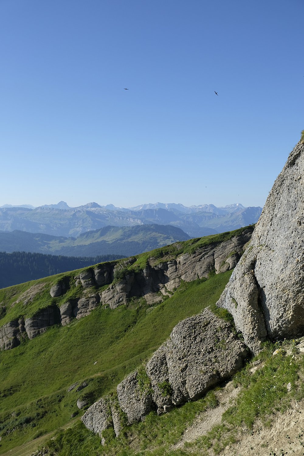 Nagelfluhgestein am Hochgrat mit Bergblick nach Süden