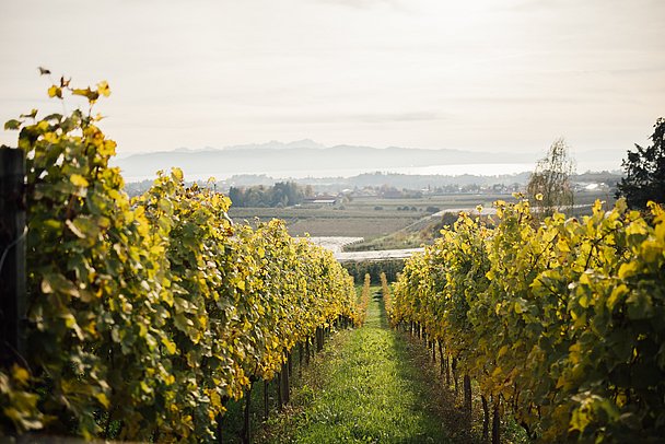 Weinberge im Herbst 