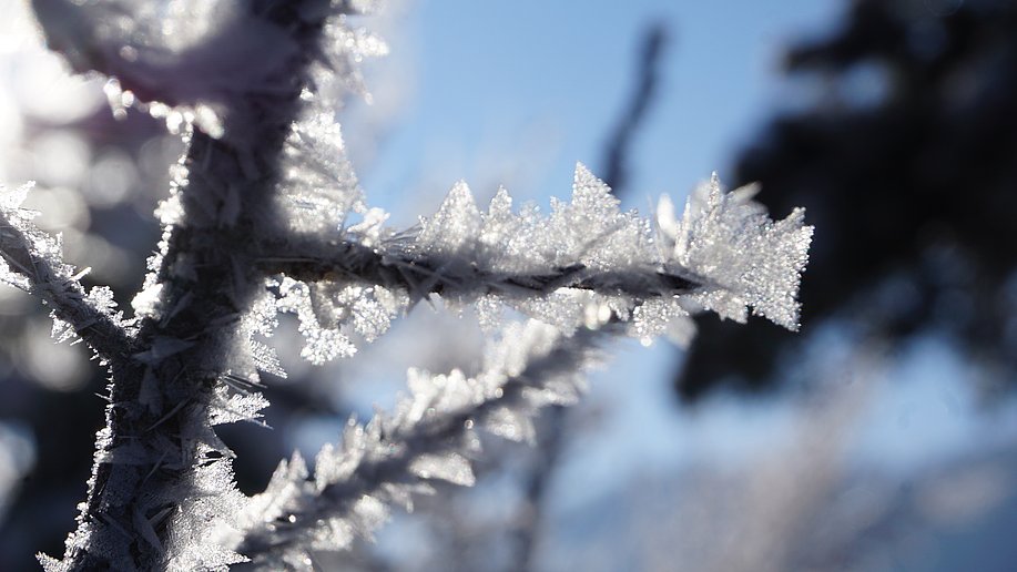 Eiskristalle an einem Ast