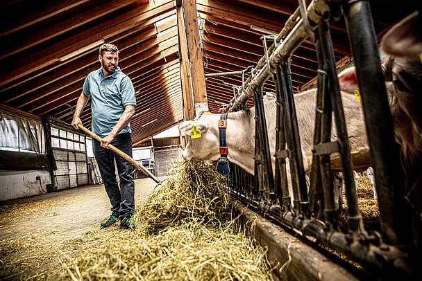 Fütterung der Milchkühe mit Heu 