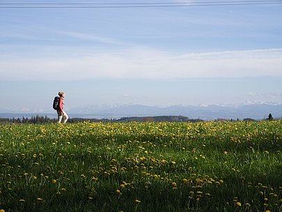 Frau wandert über eine Löwenzahnwiese, am Horizont die Alpen