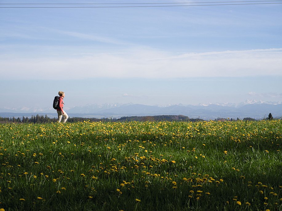 Frau wandert über eine Löwenzahnwiese, am Horizont die Alpen