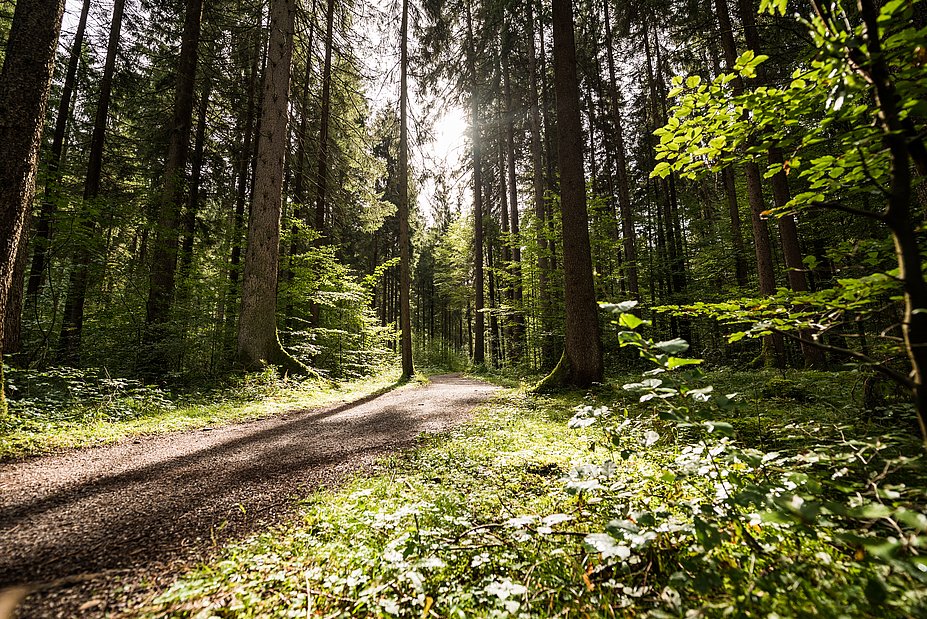 Waldweg mit Sonnenstrahlen