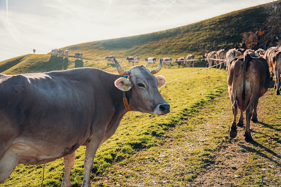 Kühe auf einer Weide in warmem Licht Kühe auf einer Weide in warmem Licht