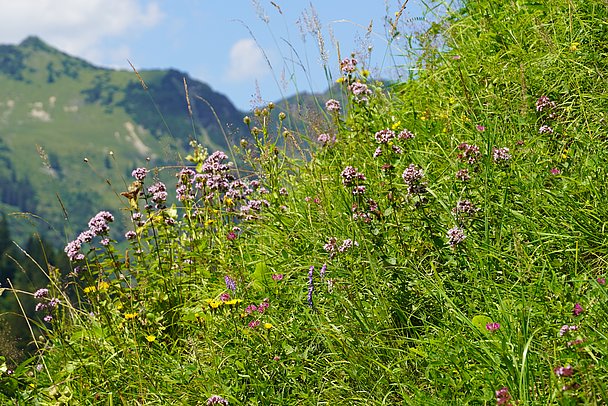Bergwiese mit Blumen