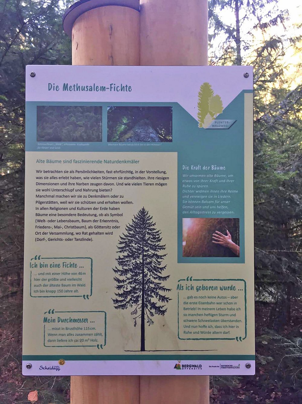 Infotafel am Plenterwaldweg zur Methusalem-Fichte