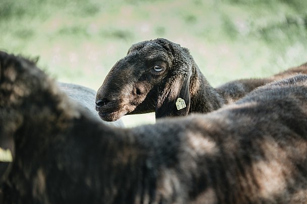 Das original braune Bergschaf