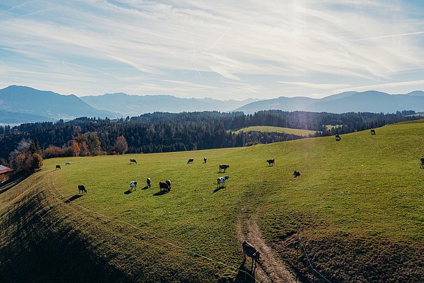 Vogelperspektive auf die Weide vom Schöllhof mit den Allgäuer Alpen im Hintergrund