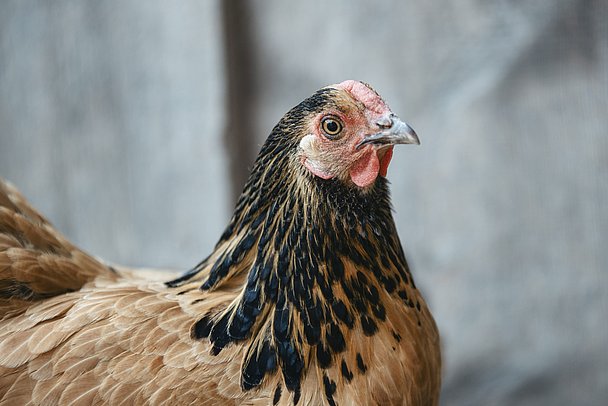 Das vom Aussterben bedrohte Vorwerk Huhn gilt als Zweinutzungsrasse
