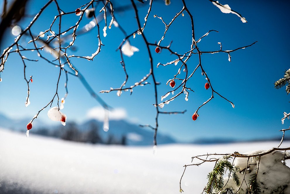 Ein eingefrorener Heckenrosenzweig an einem strahlenden Wintertag